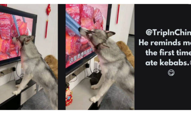 Watch Video: Dog licks meat-display TV