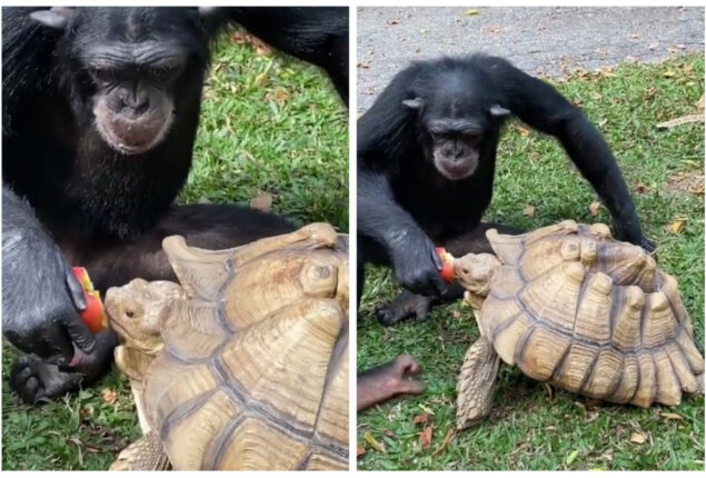 Chimpanzee sharing apple with tortoise goes viral