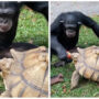 Chimpanzee sharing apple with tortoise goes viral