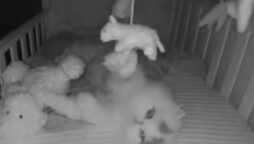 kitten secretly enters