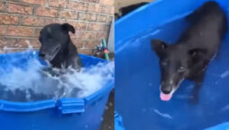 dog enjoys splashing