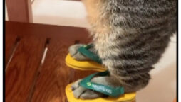 Viral Video: Adorable cat wears cute slippers