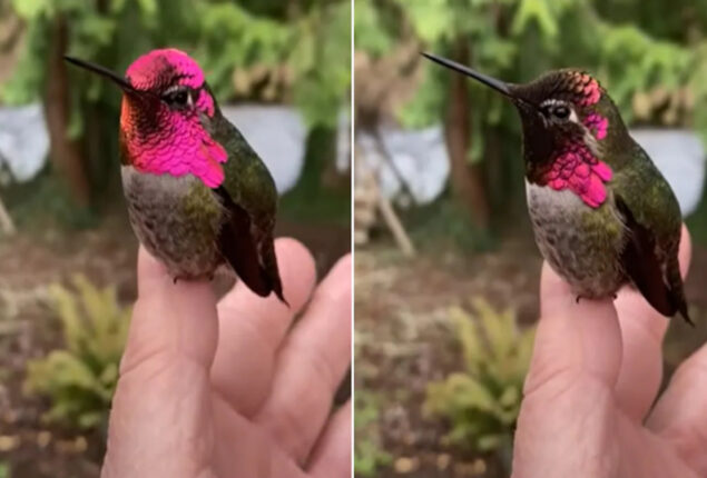 anna's hummingbird colours