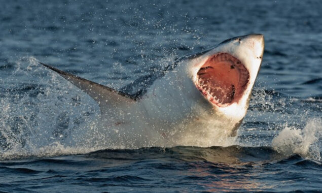 Two women killed by shark attack in Egypt’s Red Sea