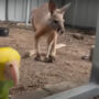 Parrot got Louisiana kangaroo out of its cage, Watch