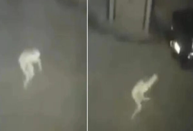 Viral: CCTV captures ghostly pale figure that horrifies netizens