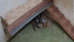 Oklahoma City Zoo rejoices over Sumatran tiger twins