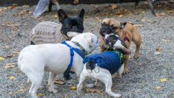 Online controversy over NYC French bulldogs meetup