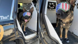 US police dog gets sunglasses and shoes for heatwave