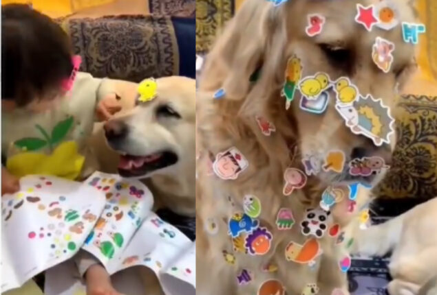 Netizens laugh over cute pet dogs let baby cover them in stickers