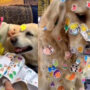 Netizens laugh over cute pet dogs let baby cover them in stickers
