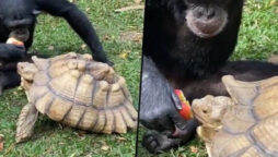 Chimpanzee shares apple with Tortoise, internet goes viral