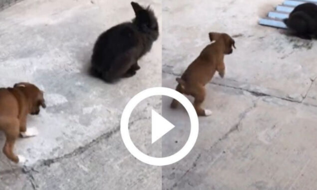 Viral Video: Puppy hops behind the rabbit thinking he is a bunny