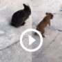 Viral Video: Puppy hops behind the rabbit thinking he is a bunny