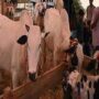 Sales slow at Pakistan’s livestock market on Eid ul Adha