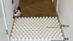 Hilarious Video: Cat jumps far, gets bamboozled