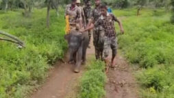 Read viral: Officials rescue baby elephant from flood