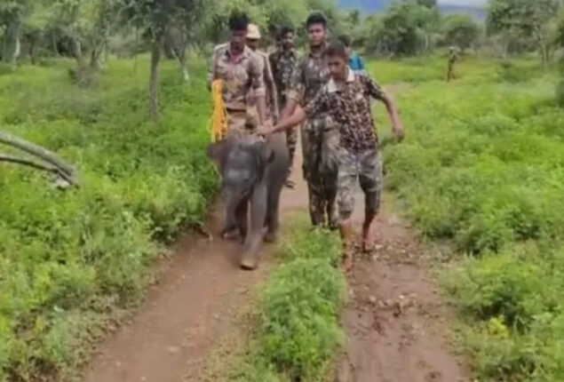 Read viral: Officials rescue baby elephant from flood