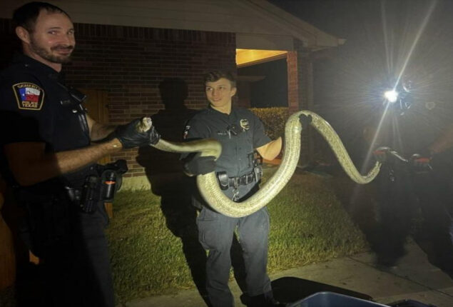 Escaped python caught under parked car in Texas