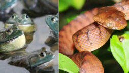 bullfrog and snake