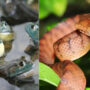 Invasive bullfrog and snake species cost $16 billion, study finds