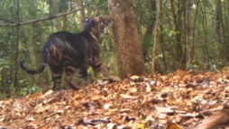 Rare black tiger spotted in Odisha’s Simlipal National Park