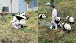 Netizens are speechless to see the life of panda caretaker, Watch