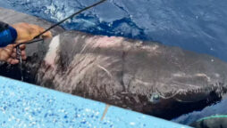 Greenland sharks are among the longest-living animals on Earth