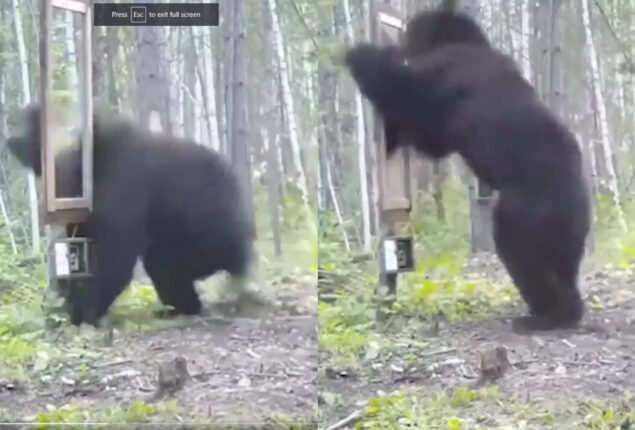 Viral Video: Bear sees itself in mirror makes netizens ROFl