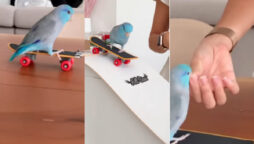 Watch: Pet parrots skate on a ramp video goes viral