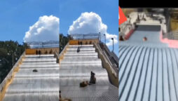 giant slide shut down