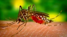 Dengue fever takes one more life as cases continue to surge