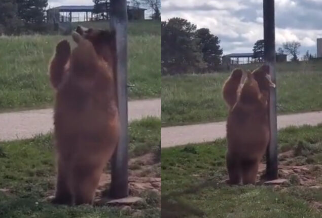 Bear scratches its back like a pole dance