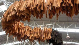 leather industry