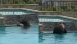 Bear swims in backyard pool