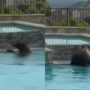 Bear swims in a California man’s backyard pool