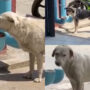 Watch viral: Man’s efforts to feed stray dogs in his neighborhood