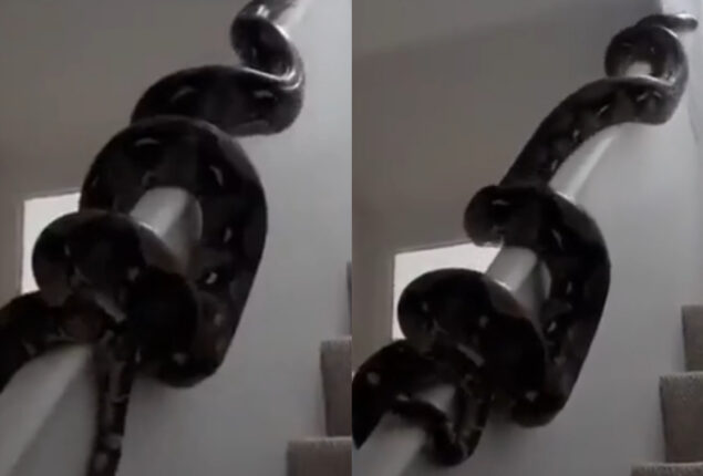 Viral video shows massive python slithering across wall