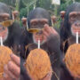 Chimpanzee wears sunglasses, drinks coconut water with straw
