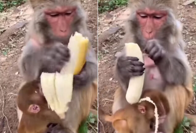 monkey peels banana