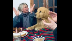 Dog's Sweet Birthday Dance