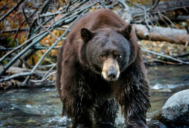  Woman survives a deadly bear attack by punching the nose