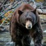  Woman survives a deadly bear attack by punching the nose