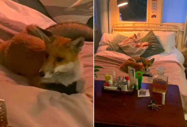 Crafty London fox gets ‘way too comfortable’ on women’s bed