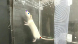 Rats like music