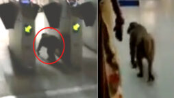 Monkey sneaks in Delhi