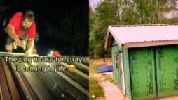 Watch viral: Man builds his own dog shelter