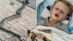 Python bites and drags five-year-old into pool in Australia