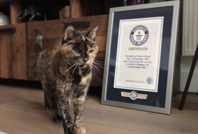 Guinness named a 26-year-old British cat oldest in the world