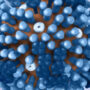 New mRNA vaccine provides immunization to 20 known influenza A & B virus